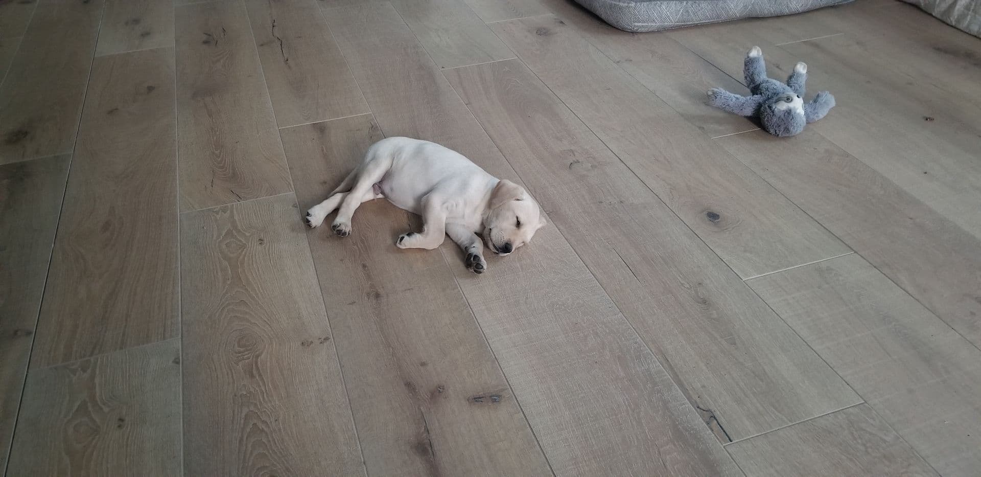 Floorology pet friendly flooring